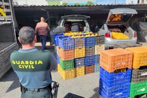 Desmantelada una red criminal que saqueaba huertos valencianos: más de 163 toneladas de cítricos robados