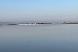 Flamencos arrasan arrozales en La Albufera: los agricultores exigen compensaciones