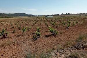 La próxima producción de uva será muy corta por la sequía en Requena-Utiel