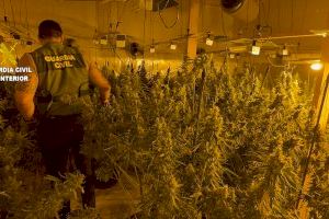 El fuerte olor a droga destapa una macro plantación de marihuana en L'Alcora