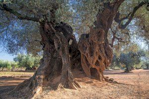 Oleum, Jornades l’Oli d’Oliva i la Cultura Gastro de Canet lo Roig comptarà amb més de 35 expositors