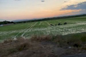 Patos, jabalís y flamencos generan importantes daños en los arrozales de la Albufera de Valencia