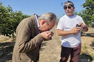 Aguirre visita cultivos de la comarca de la Ribera Alta para comprobar diferentes ensayos destinados a controlar la mosca blanca