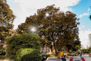 Valencia iniciará la poda de los ficus monumentales de Parterre y Glorieta en colaboración con Bomberos