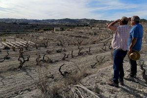 SOS dels agricultors als ajuntaments davant l'any hidrològic més sec i càlid de la Comunitat Valenciana