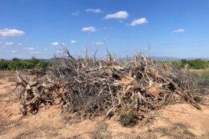 Prohibició de cremes agrícoles en la Comunitat Valenciana: la Va unir denúncia els 47 dies d'error que agreugen el risc d'incendis