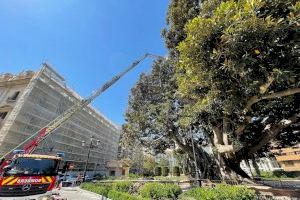 Comienzan los trabajos de poda del ficus monumental situado en el Parterre