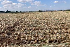 Catastròfica campanya per a la cebes pels baixos preus pagats a l'agricultor en la Comunitat Valenciana