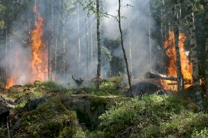 Los nuevos incendios causados por el cambio global reducen la abundancia y diversidad de las plantas leñosas