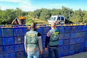 Continúa el saqueo de naranjas en los campos valencianos: cae una banda por robar miles de kilos en la Ribera