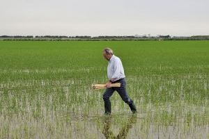 José Luis Aguirre supervisa en los arrozales valencianos la campaña de control del ‘cucat’ mediante la técnica de confusión sexual