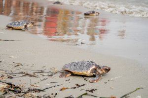 Siete tortugas nacidas de un nido de Dénia el pasado verano ya están en el mar