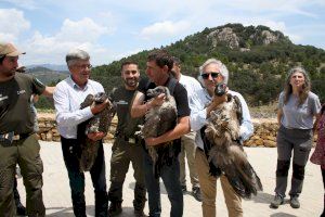 Sueltan en los cielos de Castellón tres de las aves más grandes de toda Europa