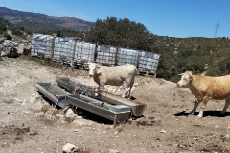 Desfeta a Castelló per la sequera: Els ramaders comencen a sacrificar animals per la falta d'aigua