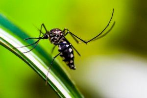 Descubren los principales criaderos de mosquito tigre en una zona residencial del Mediterráneo