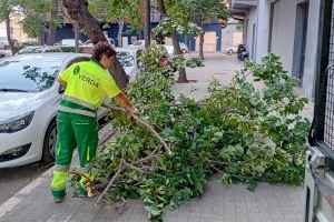 El Ayuntamiento realiza 38 intervenciones en arbolado como consecuencia de las lluvias