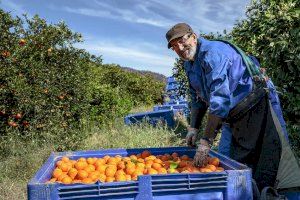 Alerta per l'envelliment dels agricultors valencians: La majoria té més de 55 anys