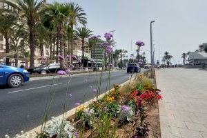 Alicante embellece con más de 5.000 plantas de flor la avenida de los Mártires en el frente litoral de la Explanada