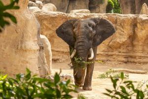 BIOPARC Valencia incorpora a la manada de elefantes a Tooth, un macho de 31 años