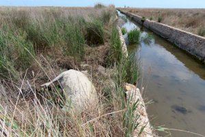 Muere una vaca en el Prat de Cabanes-Torreblanca: localizada sin vida tras una búsqueda desesperada