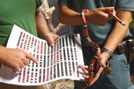 Esglai a Massanassa: Una serp es cola per la finestra d'uns veïns
