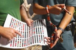 Susto en Massanassa: Una serpiente se cuela por la ventana de unos vecinos