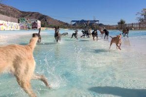 Estiu també per als gossos: parcs aquàtics canins en la Comunitat Valenciana