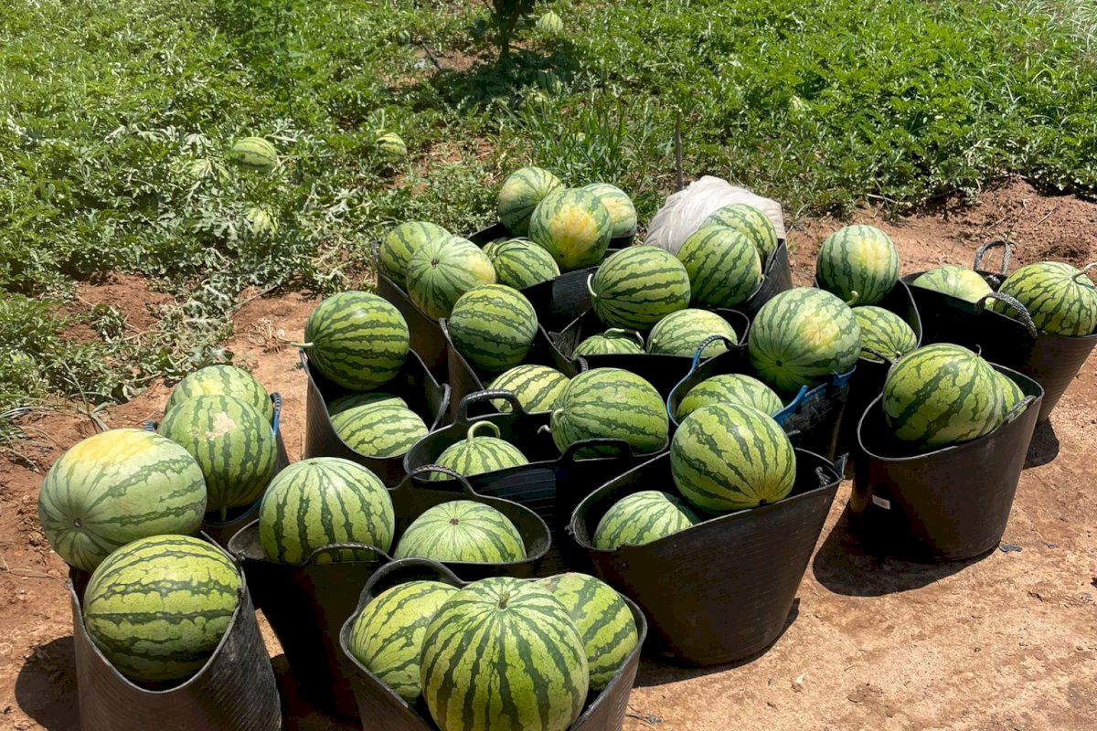 El campo valenciano no gana para disgustos: roban 2.500 kilos de sandías antes de iniciar la cosecha