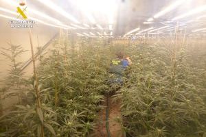 Incautan 2.000 plantas de marihuana en una nave industrial de Favara y detienen a tres personas