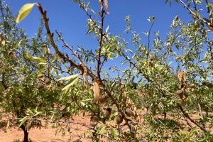 El campo valenciano se seca: la sequía provoca estragos y pérdidas por valor de 73 millones