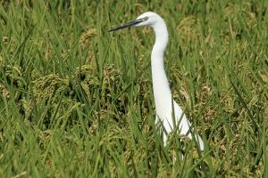 La Ley de Restauración de la Naturaleza recibe luz verde y AVA-ASAJA responde: "No hay medio ambiente con una agricultura muerta"