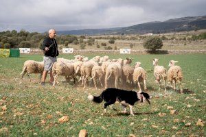 La Diputació de Castelló mostra el seu suport al ‘Concurs de Gossos de Rabera’ per a promocionar i defendre el sector ramader