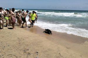 Sorpresa entre los bañistas de una playa de Peñíscola: aparece una tortuga gigante de 40 kg