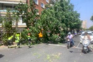 Un camión arranca un árbol en Valencia y obliga a cortar el tráfico en una céntrica avenida