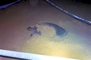 Hallan otra gigantesca tortuga en una playa valenciana: trabajadores de la limpieza de Elche se topan con este animal