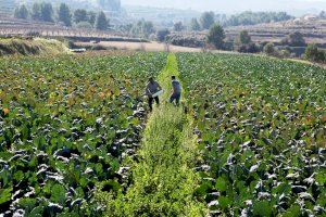 Agricultura informa que se han abonado ya 85 millones de euros de las ayudas directas del año 2023