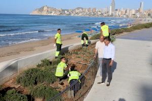 Benidorm lanza una campaña para proteger las plantas con motivo del inicio de la renovación de la jardinería en Poniente