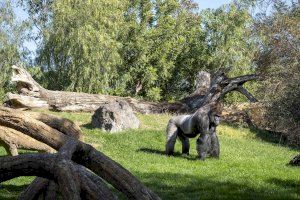 Bioparc comprometido con los bosques tropicales bajo el lema “El año de la Acción”