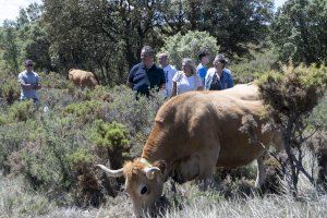 Castellón impulsa un proyecto piloto de ''cercado virtual'  para impulsar la ganadería en los montes y prevenir incendios