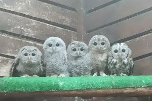 Medio Ambiente trabaja en la recuperación de ‘aves huérfanas’ en el centro de La Granja