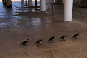 Una historia muy amable en Valencia: segunda oportunidad para cinco patitos 'huérfanos'