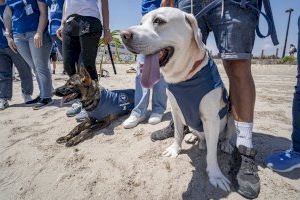 Ochenta municipios españoles, entre ellos  El Campello, participan este año en la campaña “Tortugas en el Mediterráneo”