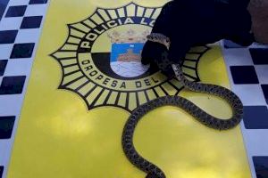 Esglai a Orpesa: troben una serp a l'interior d'un domicili