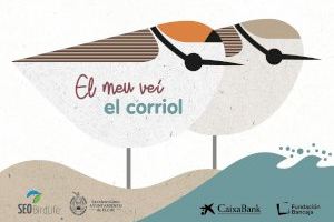 Elche junto a SEO BirdLife presenta la web ‘Red de playas por el chorlitejo patinegro’