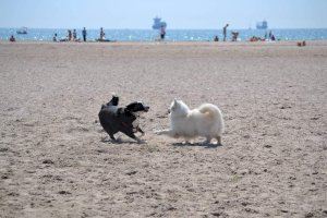 Estas son las playas de la Comunitat Valenciana a las que podrás ir con tu perro