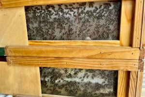 Les abelles de València, xicotetes funcionàries que produïxen quasi 500 kg de mel a l'any
