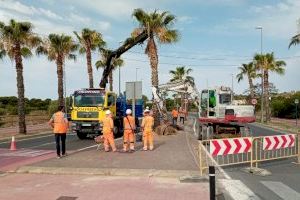 El Consell trasplanta 67 palmeras para mejorar la seguridad vial en la CV-821 a su paso por Mutxamel