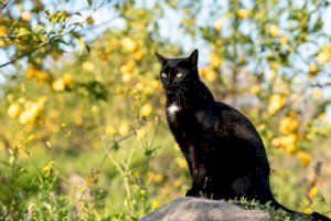 Investigadores valencianos diagnostican el primer caso de listeria en gatos en Europa