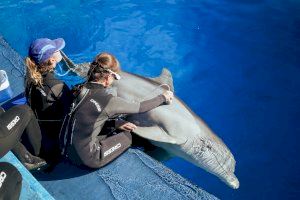 La American Humane vuelve a certificar la excelente salud y el bienestar de los animales del Oceanogràfic de Valencia