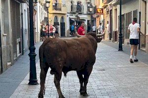 La guía para el traslado de los toros cerriles en la Comunitat Valenciana se podrá tramitar online